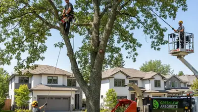 Arborist pruning oak tree branches in Omaha NE yard for Chop Chop Tree professional tree care