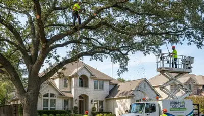 Arborist trimming maple tree in Omaha, NE for Chop Chop Tree professional tree care services