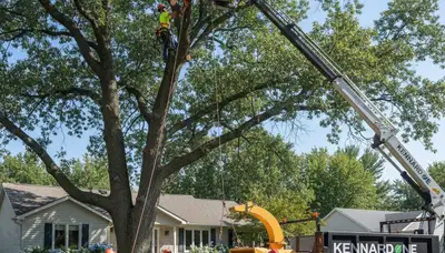 Professional tree removal service in Omaha NE safely cutting large trees for residential properties