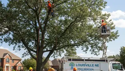 Professional tree removal service in Omaha NE by certified arborists | TreeTrimmingOmahaNE