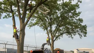 Professional tree removal crew working in Omaha, NE clearing large oak tree safely