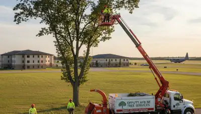 Professional tree removal service in Omaha NE safely cutting and clearing large oak trees
