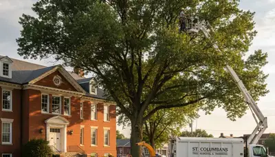 Professional tree removal service in Omaha NE by certified arborists | TreeTrimmingOmahaNE