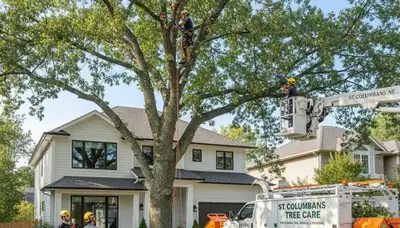 Professional tree removal services in Omaha NE by certified arborists at Tree Trimming Omaha