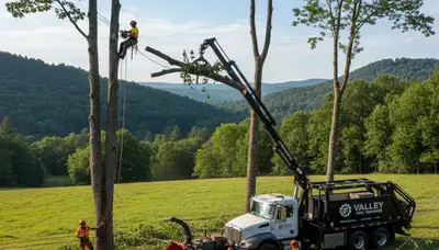 Professional tree removal service in Omaha NE safely clearing large oak tree for residential property