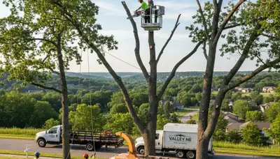 Professional tree removal service in Omaha, NE safely cutting down large oak tree