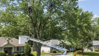 Professional tree removal service in Omaha NE by certified arborists at Tree Trimming Omaha