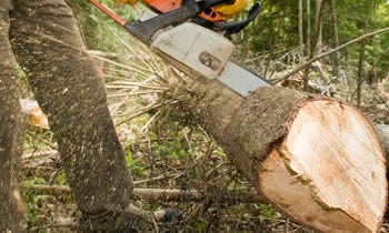 Tree Service in Omaha NE Tree Service Estimates in Omaha NE Tree Service Quotes in Omaha NE Tree Service Professionals in Omaha NE 