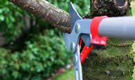 Tree Pruning Services in Omaha NE