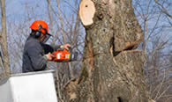 Tree Removal in Omaha NE