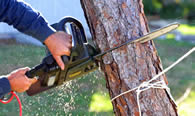 Tree Trimming in Omaha NE